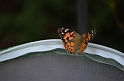 Kids_ButterflyRelease (19)